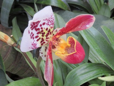 blog 2018 apr11 Erasmus 642 Mainau orchid